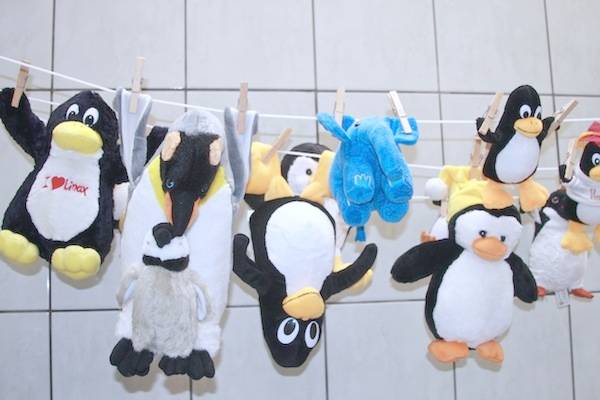 Pinguins secando